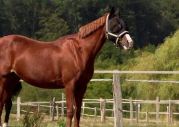 Clubmeisterschaften vom 04. September 2022 / Teil 1