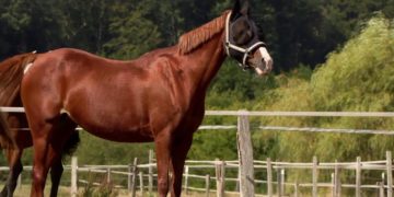 Clubmeisterschaften vom 04. September 2022 / Teil 1